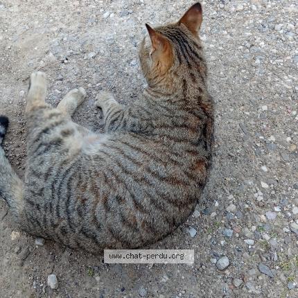 Photo 1/1 Cat reunited Found in Marseille