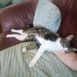 Picture of cat lost at Tournefeuille