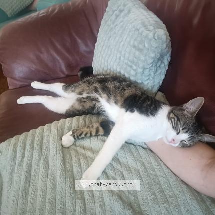 Photo 1/1 Gustave Chat lost in Tournefeuille