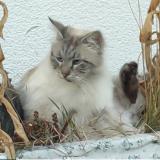 Picture of cat lost at Soulosse Sous Saint Elophe