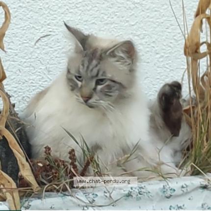 Photo 1/3 Zeus Chat lost in Soulosse sous saint elophe