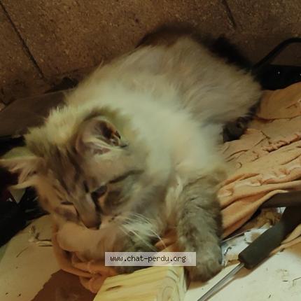 Photo 2/3 Zeus Chat lost in Soulosse sous saint elophe