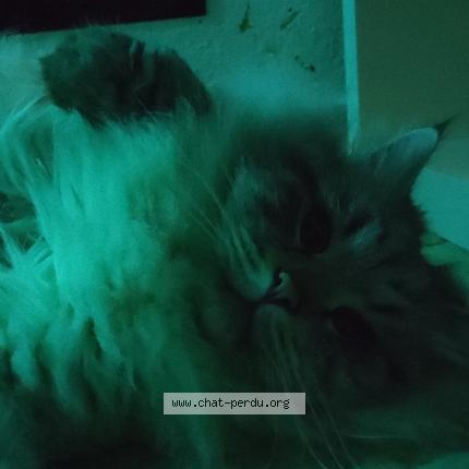 Photo 3/3 Zeus Chat lost in Soulosse sous saint elophe