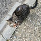 Picture of cat found at Checy