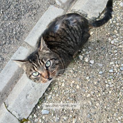 Photo 1/1 Found cat Found in Checy