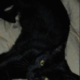 Picture of cat lost at Villetelle