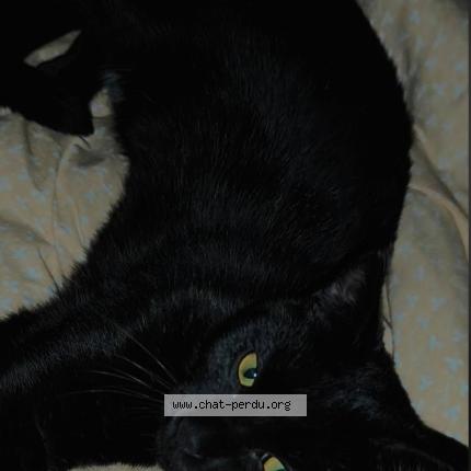 Photo 1/1 Aegon Chat lost in Villetelle