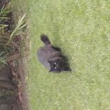 Picture of cat found at Grandcamp Maisy