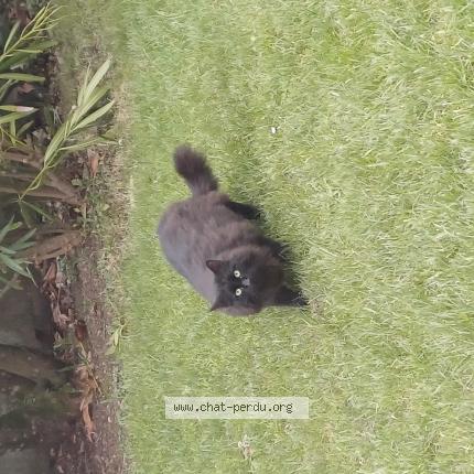 Photo 1/1 Found cat Found in Grandcamp maisy