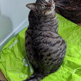 Picture of cat lost at Varengeville Sur Mer