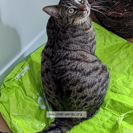 Photo 1/1 Pilou Chat lost in Varengeville sur mer