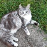 Picture of cat lost at Moyaux