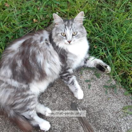 Photo 1/1 Plume Chat lost in Moyaux