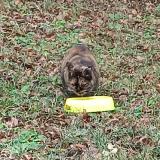 Picture of cat lost at Saint Victor Malescours