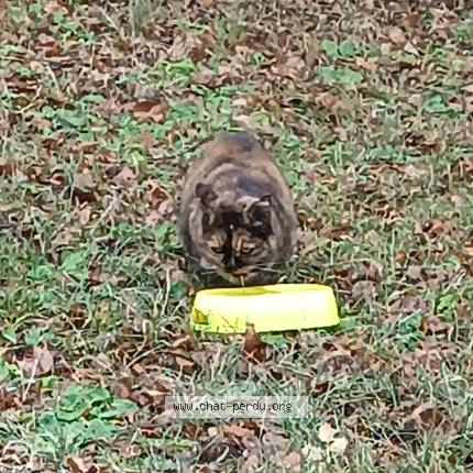 Photo 1/1 Stella Chat lost in Saint victor malescours