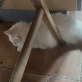 Picture of cat lost at Nailloux