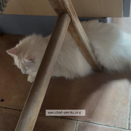 Photo 1/1 Mochi Chat lost in Nailloux