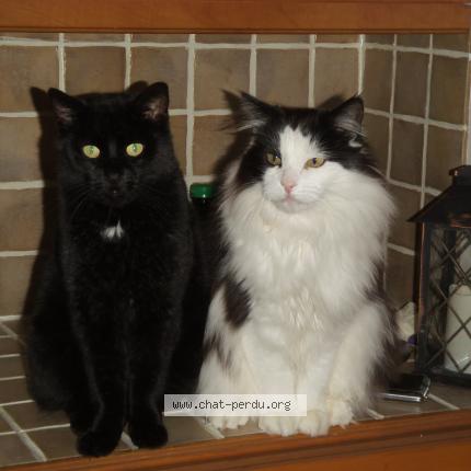 Photo 1/1 Bebe Chat lost in Shawinigan