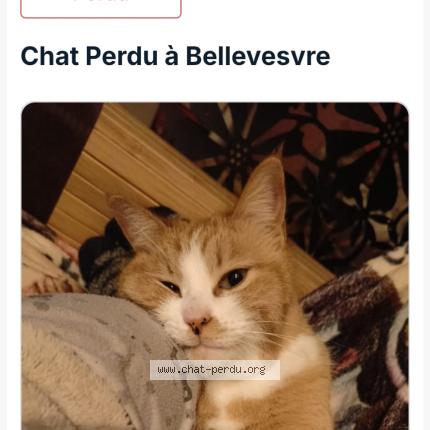 Photo 1/1 Nougat Chat lost in Bellevesvre