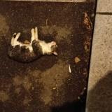 Picture of cat found at Orleans