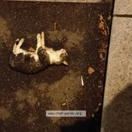 Photo 1/1 Found cat Found in Orleans