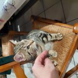 Picture of cat found at Lieusaint