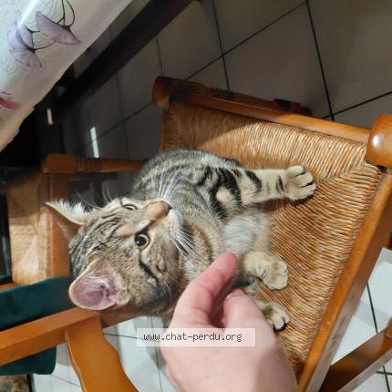 Photo 1/1 Found cat Found in Lieusaint