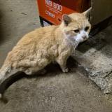 Picture of cat found at Gonneville La Mallet