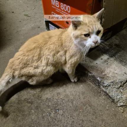 Photo 1/1 Found cat Found in Gonneville la mallet