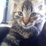 Picture of cat lost at Querqueville