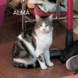 Picture of cat lost at Le Bouscat Bordeaux