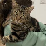 Picture of cat lost at Hagondange