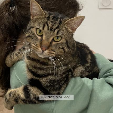 Photo 1/1 Minoush Chat lost in Hagondange