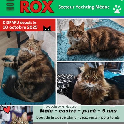 Photo 1/1 Rox Chat lost in Hourtin