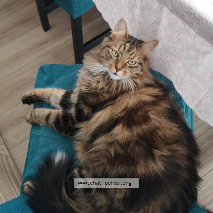 Photo 3/3 Rox Chat lost in Hourtin