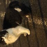 Picture of cat found at Saint Nazaire