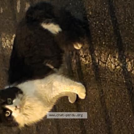 Photo 1/1 Found cat Found in Saint nazaire