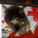 Picture of cat lost at Eragny Sur Oise