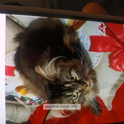 Photo 1/1 Ashie Chat lost in Eragny sur oise