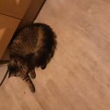 Picture of cat found at Tours