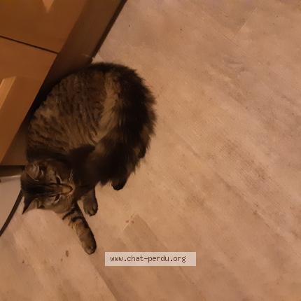 Photo 1/1 Cat reunited Found in Tours