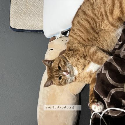 Photo 1/1 Cheddar Chat lost in Santa ana