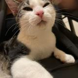 Picture of cat lost at Nanterre