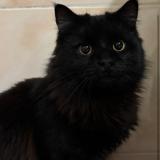 Picture of cat lost at La Trinite