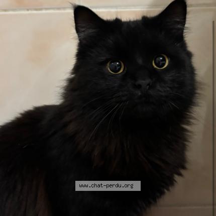 Photo 1/1 Milo Chat lost in La trinite