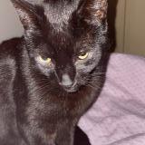 Picture of cat lost at Puget Sur Argens