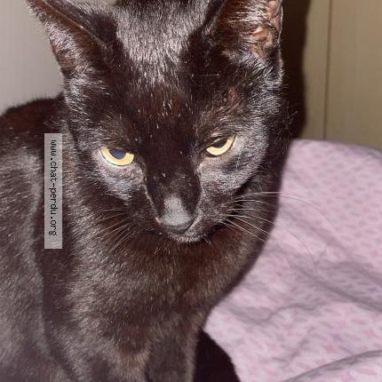 Photo 1/1 Kyrbi Chat lost in Puget sur argens