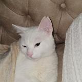 Picture of cat lost at Draguignan