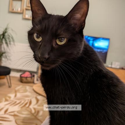 Photo 1/1 Casper Chat lost in Villenave d ornon