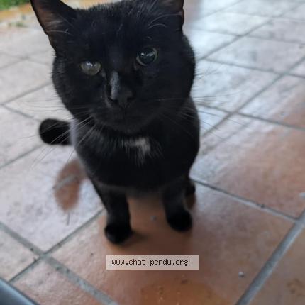 Photo 1/1 Found cat Found in Villenave d ornon